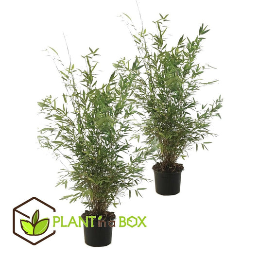  Set De 2 Bamboo "fargesia Nitida Gansu" - Pot ⌀17cm - H50-70cm (hauteur Pot In