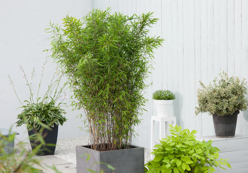  Set De 2 Bamboo "fargesia Nitida Gansu" - Pot ⌀17cm - H50-70cm (hauteur Pot In