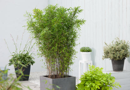  Set De 2 Bamboo "fargesia Nitida Gansu" - Pot ⌀17cm - H50-70cm (hauteur Pot In