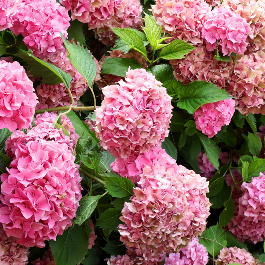  Hortensia Macrophylla - Hydrangea Macrophylla Pot 3l