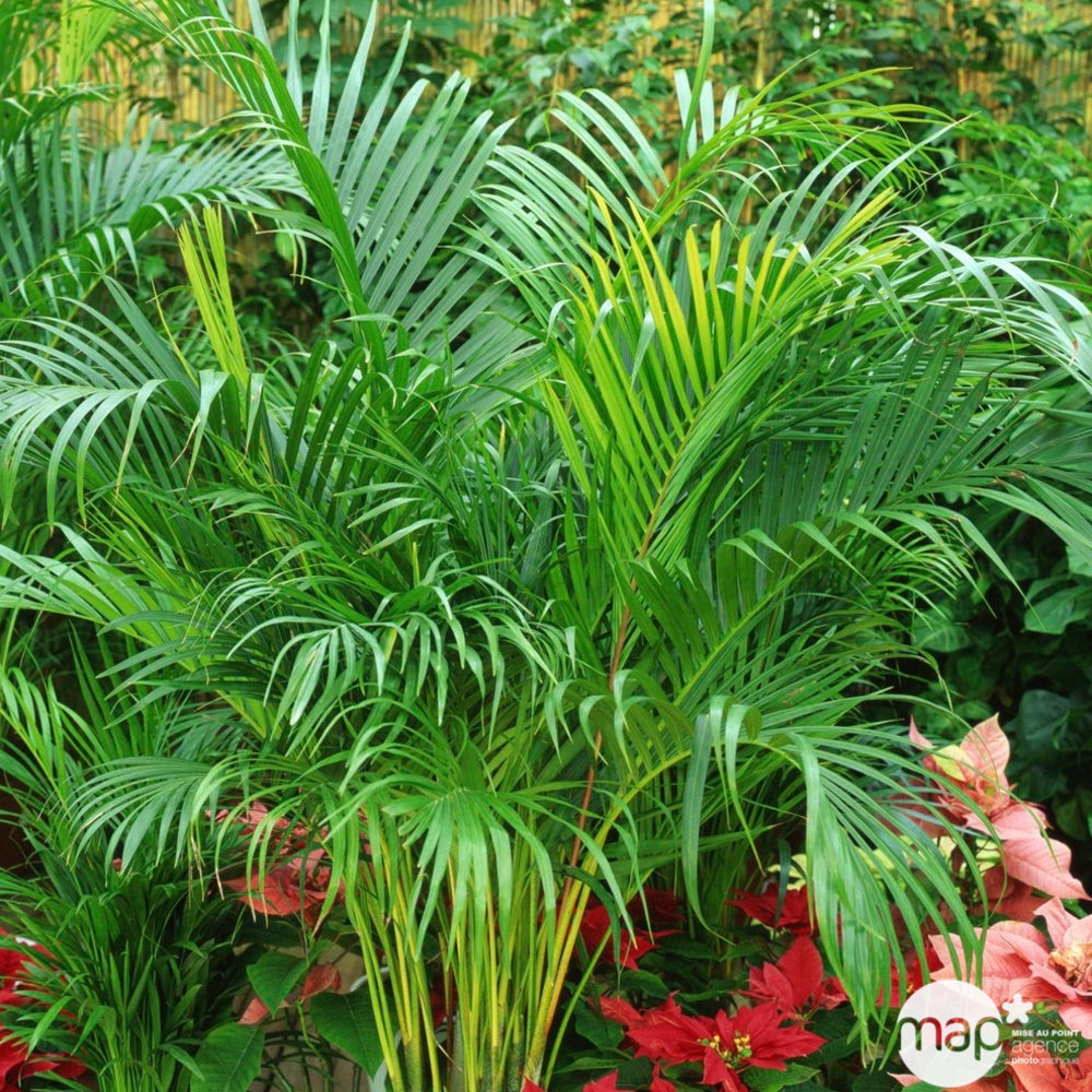  Areca H50cm En Pot