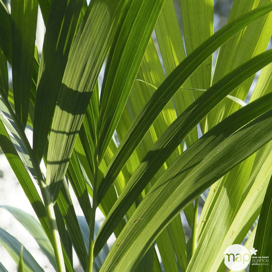 Kentia : H.100/120 Cm D24cm