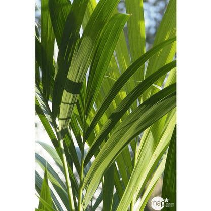  Kentia : H.100/120 Cm D24cm