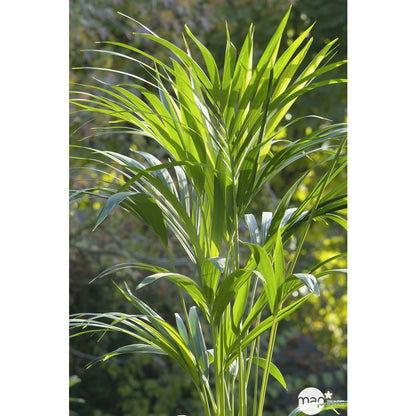  Kentia : H.100/120 Cm D24cm