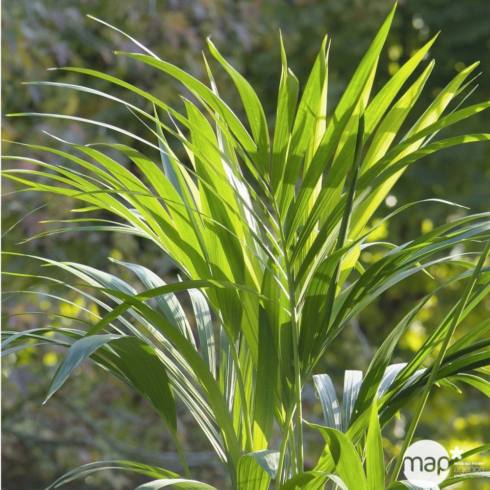  Kentia : H.100/120 Cm D24cm