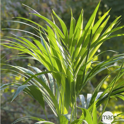  Kentia : H.100/120 Cm D24cm
