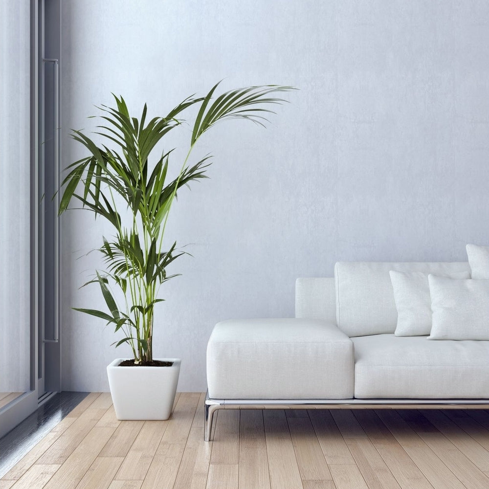  Kentia : H.100/120 Cm D24cm