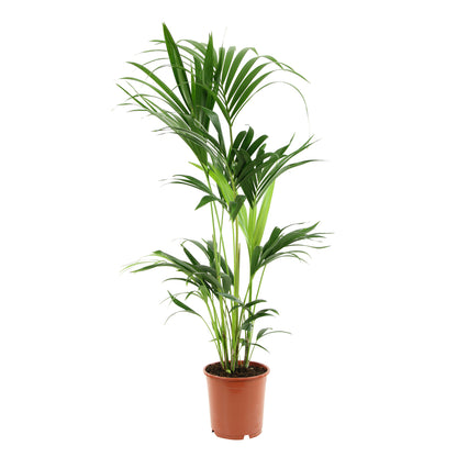  Kentia : H.100/120 Cm D24cm