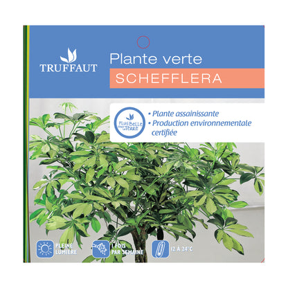  Schefflera : H.50/60cm Pot