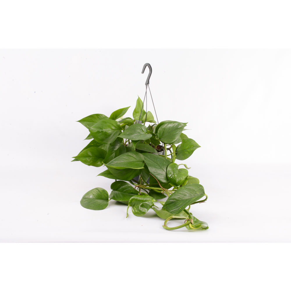  Pothos : Suspension Ø18/20cm