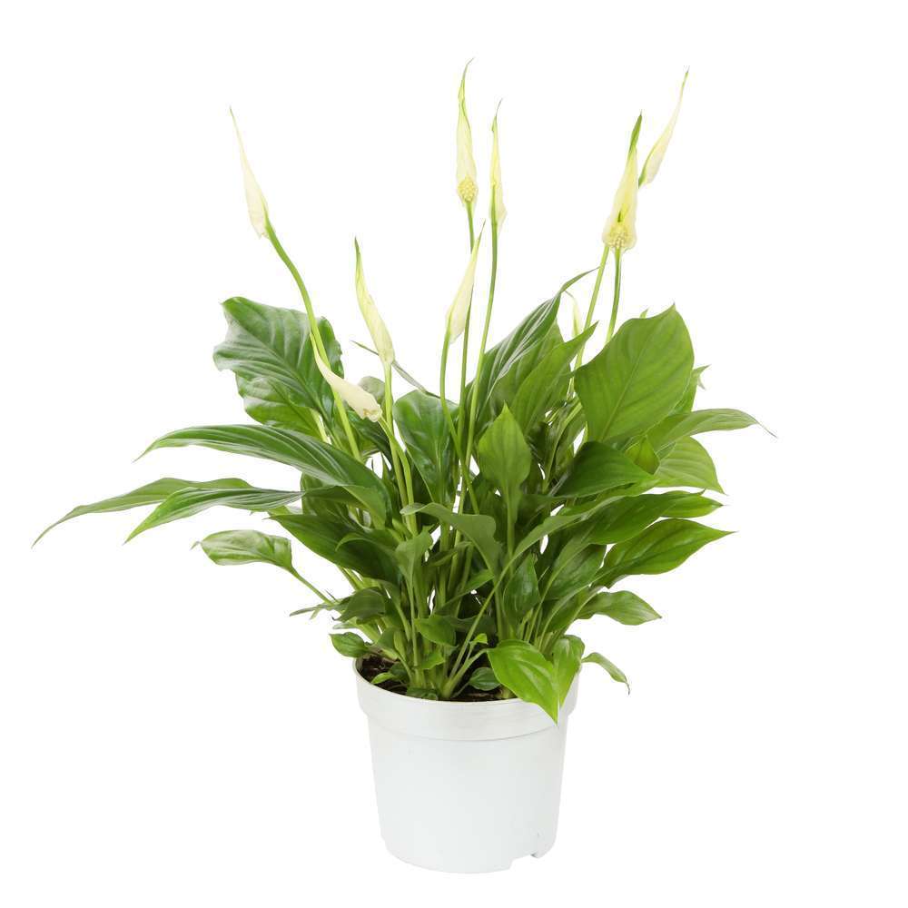  Spathiphyllum: D.14cm, Pot Grand Modèle