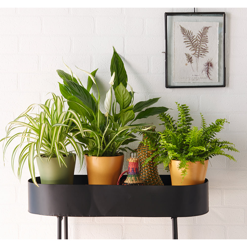  Spathiphyllum: D.14cm, Pot Grand Modèle