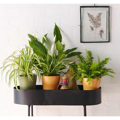  Spathiphyllum: D.14cm, Pot Grand Modèle