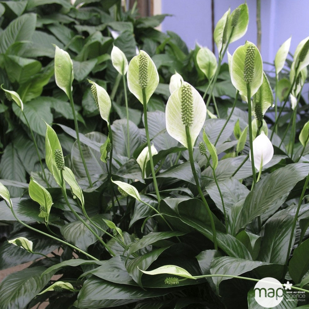  Spathiphyllum: D.14cm, Pot Grand Modèle