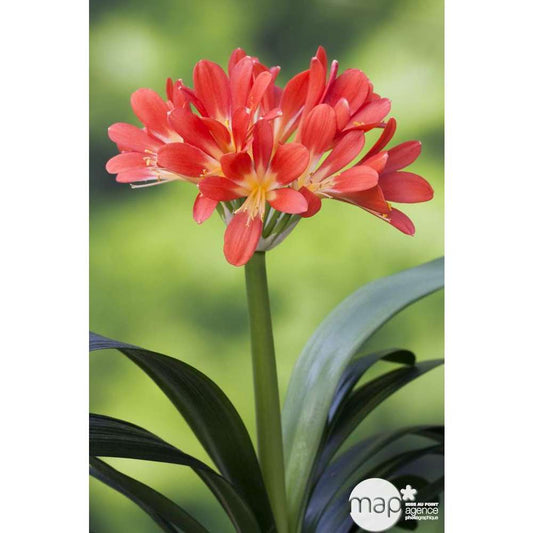  Clivia : 1 Pied Pot