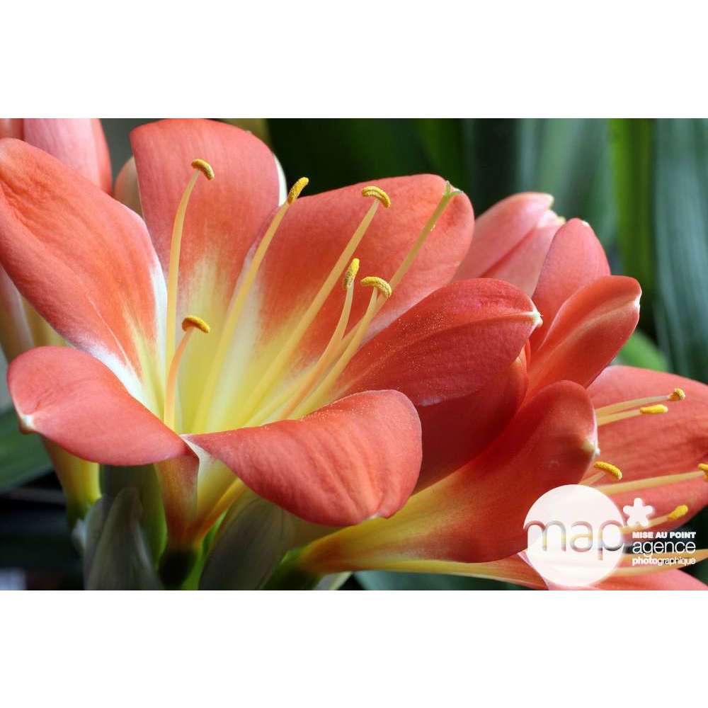  Clivia : 1 Pied Pot