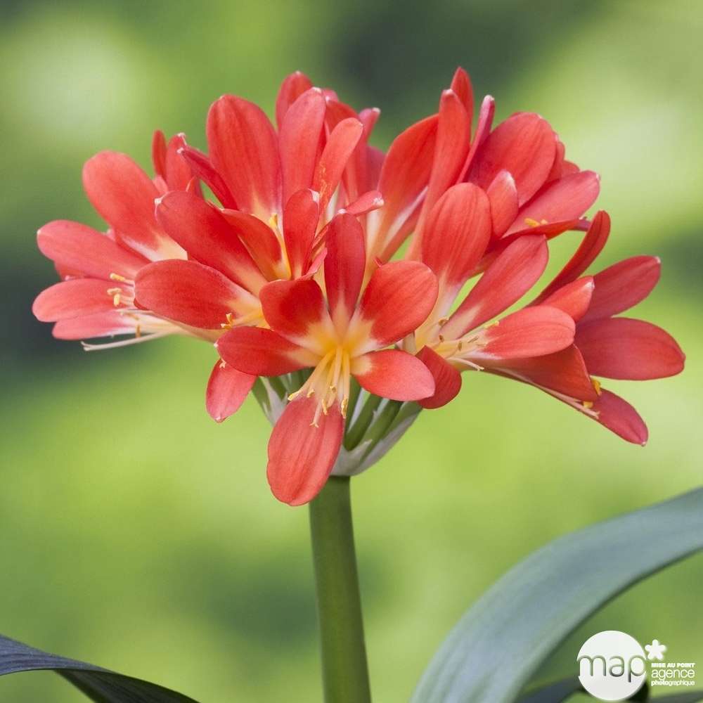  Clivia : 1 Pied Pot