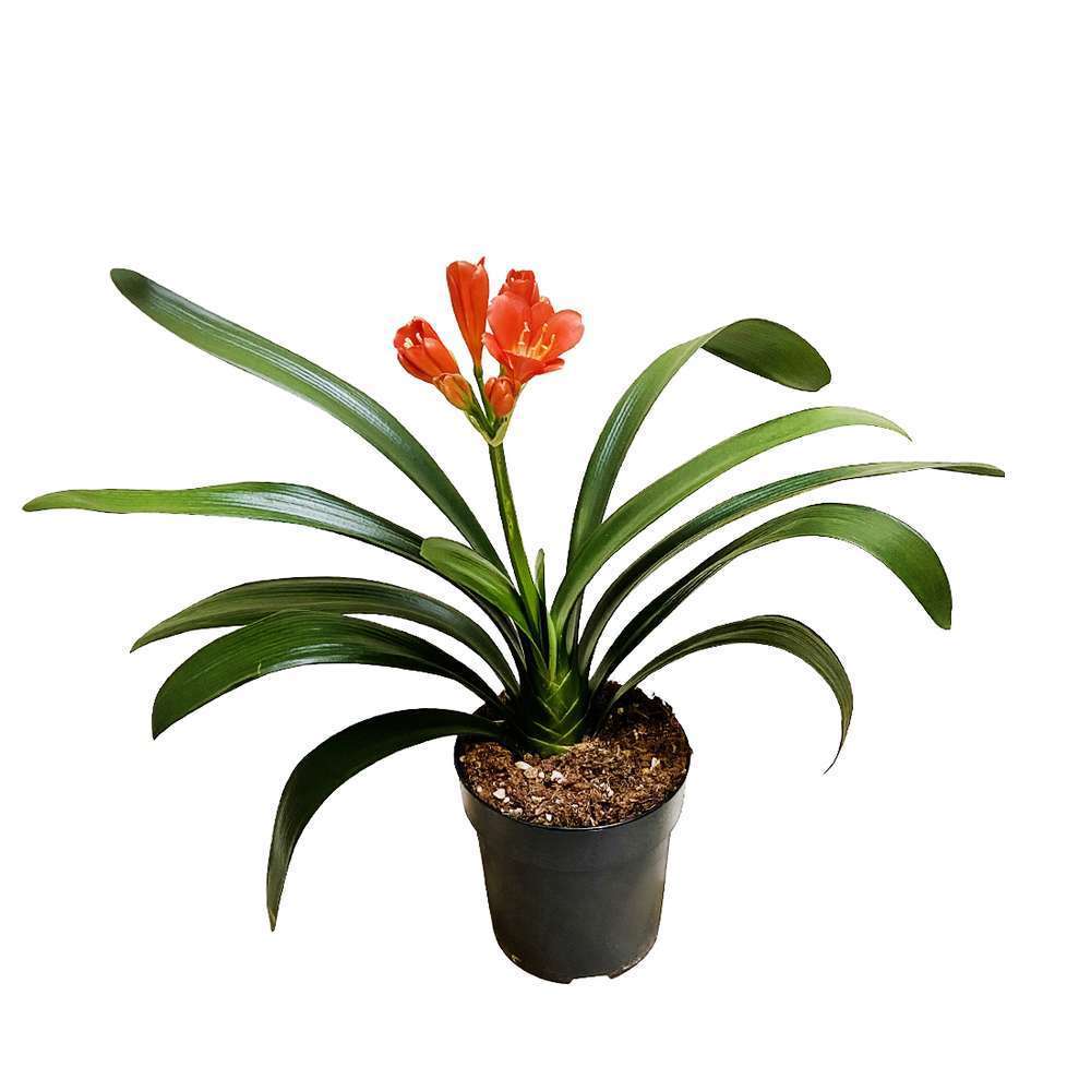  Clivia : 1 Pied Pot