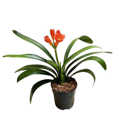  Clivia : 1 Pied Pot