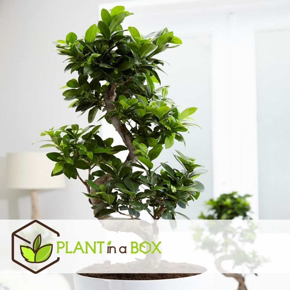  Bonsaï Ficus Ginseng - Pot ⌀12 Cm - H.30-40cm (hauteur Pot Incluse)