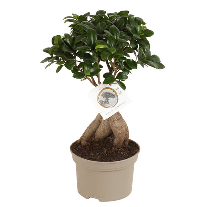  Bonsaï Ficus Ginseng - Pot ⌀12 Cm - H.30-40cm (hauteur Pot Incluse)