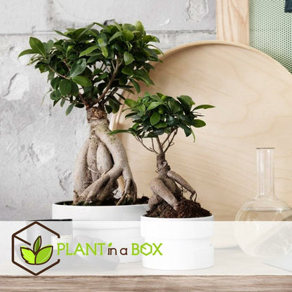  Bonsaï Ficus Ginseng - Pot ⌀12 Cm - H.30-40cm (hauteur Pot Incluse)