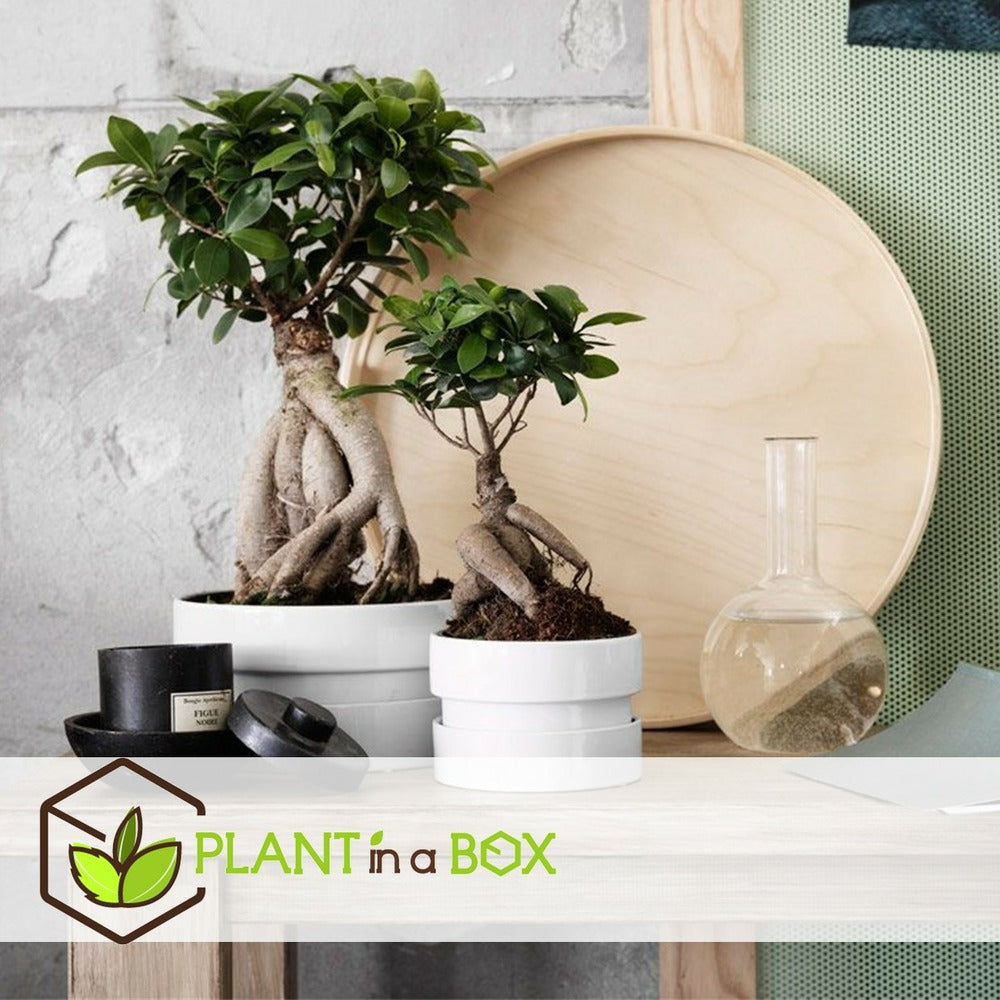  Set De 2 Bonsaï Ficus Ginseng - Pot ⌀12 Cm - H.30-40cm (hauteur Pot Incluse)