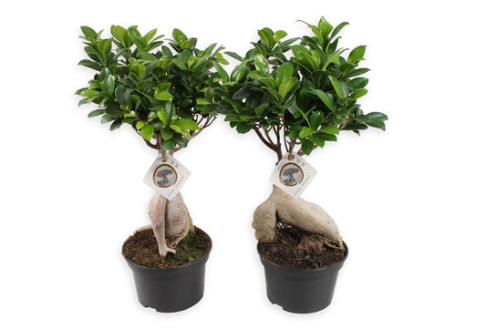  Set De 2 Bonsaï Ficus Ginseng - Pot ⌀12 Cm - H.30-40cm (hauteur Pot Incluse)