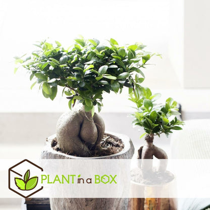  Set De 2 Bonsaï Ficus Ginseng - Pot ⌀12 Cm - H.30-40cm (hauteur Pot Incluse)