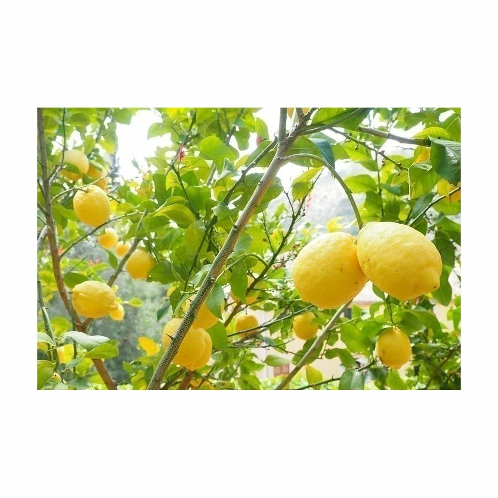  Terreau Pour Agrumes Et Plantes Méditerranéennes (lot De 3)