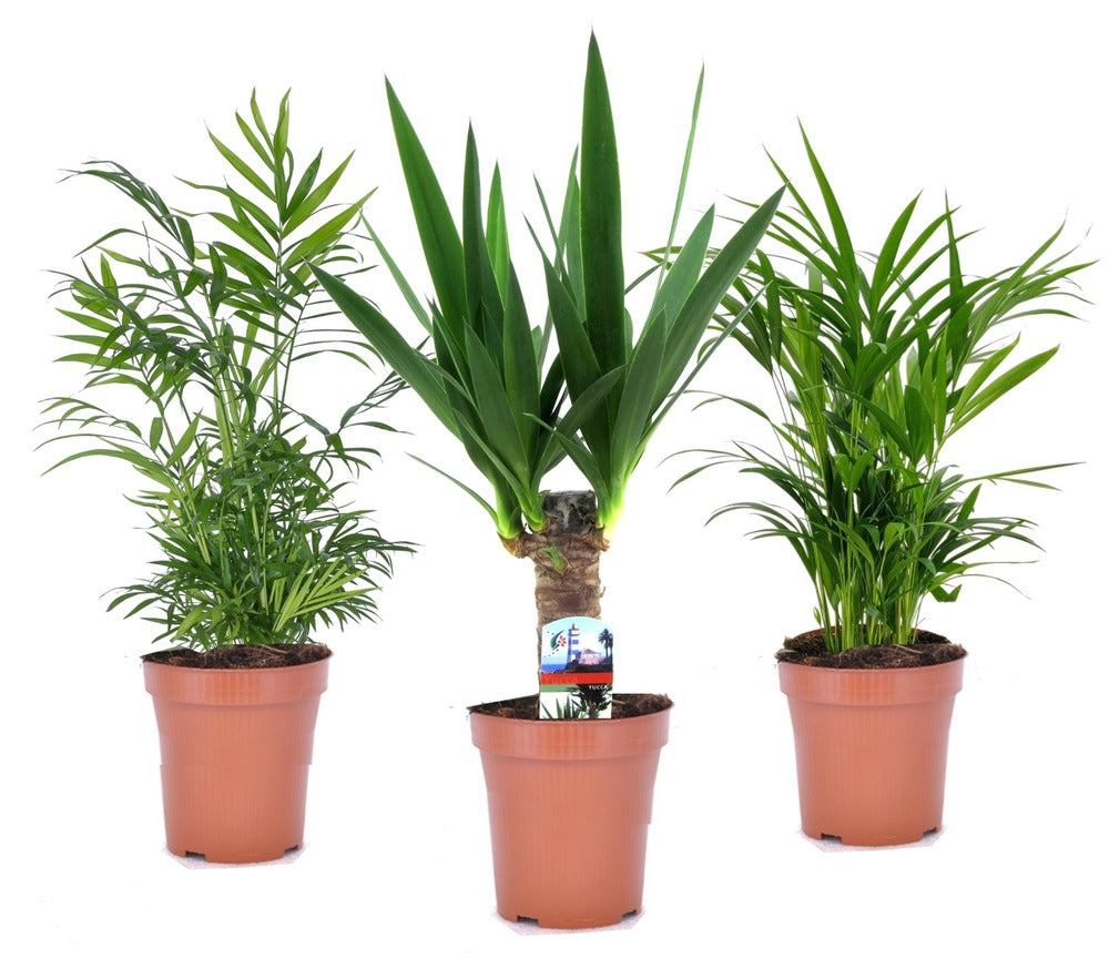  Set De 3 Mini Palmiers D'intérieur - Pot ⌀12cm - H25-40cm (hauteur Pot Incluse)