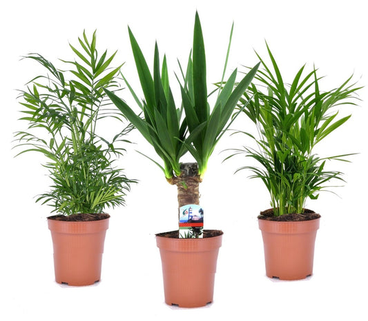  Set De 3 Mini Palmiers D'intérieur - Pot ⌀12cm - H25-40cm (hauteur Pot Incluse)