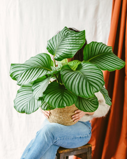  Plante D'intérieur - Calathea Orbifolia L 70cm