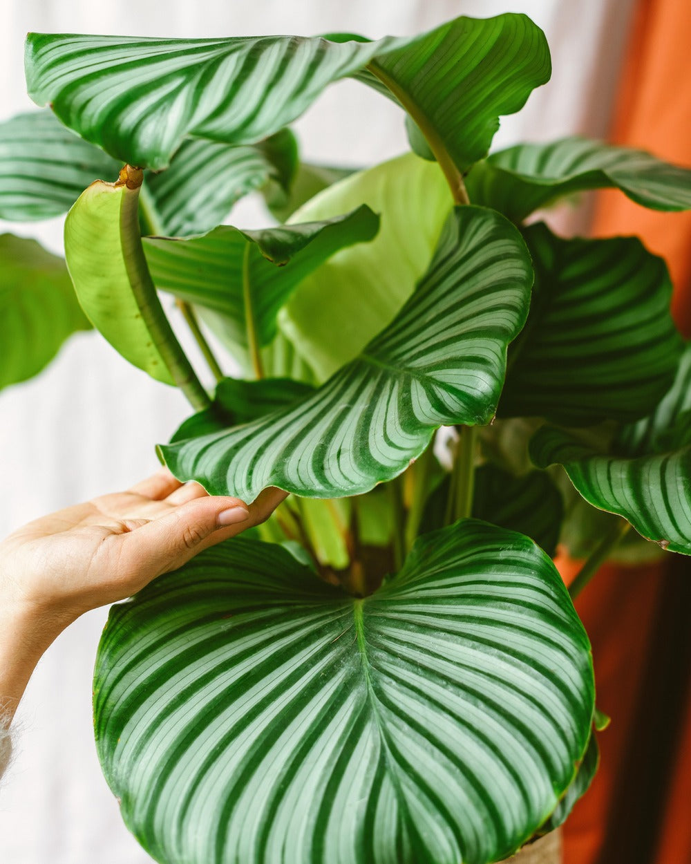  Plante D'intérieur - Calathea Orbifolia L 70cm