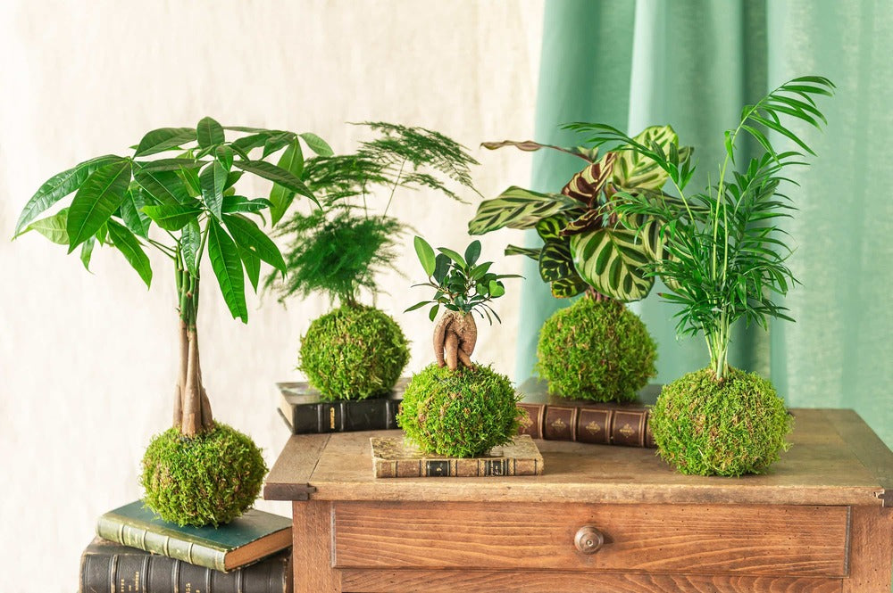  Kokedama - Ficus Tressé