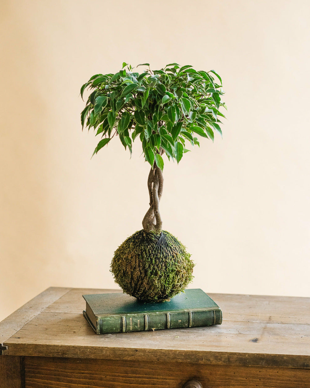  Kokedama - Ficus Tressé