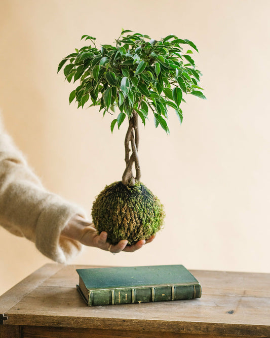  Kokedama - Ficus Tressé
