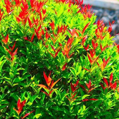  10 Photinia (photinia Fraseri 'red Robin') - Haie De Photinia Red Robin - 10 Jeunes Plants : Taille 20/40cm