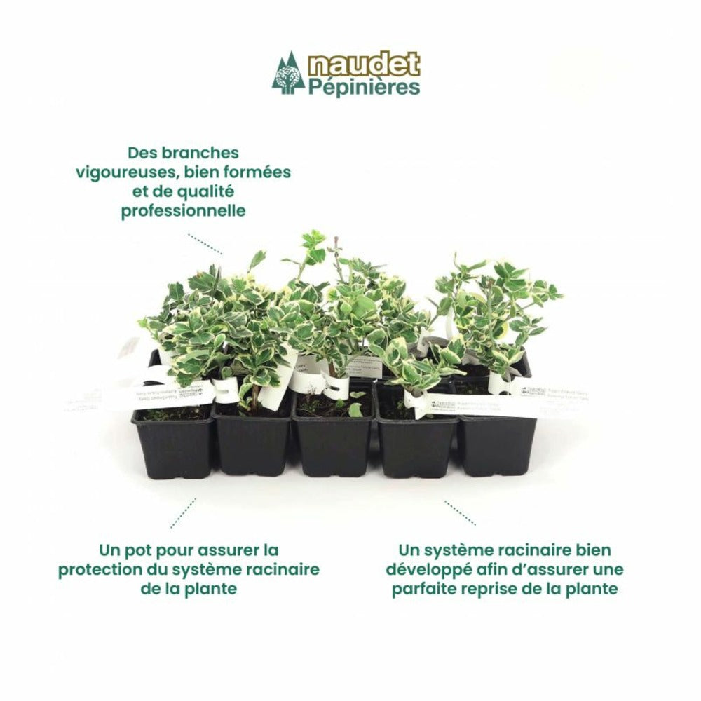  10 Fusain Emerald 'gaiety' (euonymus Fortunei 'gaeity') - Haie Fusain Gaiety - 10 Jeunes Plants : Taille 13/25cm