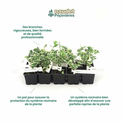  10 Fusain Emerald 'gaiety' (euonymus Fortunei 'gaeity') - Haie Fusain Gaiety - 10 Jeunes Plants : Taille 13/25cm