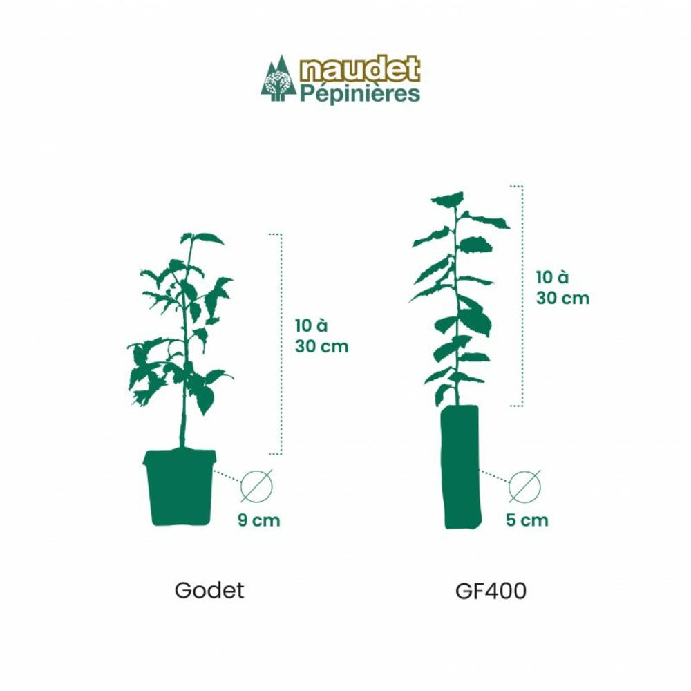  10 Fusain Emerald 'gaiety' (euonymus Fortunei 'gaeity') - Haie Fusain Gaiety - 10 Jeunes Plants : Taille 13/25cm