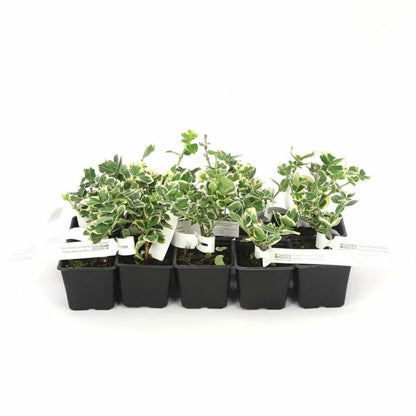  10 Fusain Emerald 'gaiety' (euonymus Fortunei 'gaeity') - Haie Fusain Gaiety - 10 Jeunes Plants : Taille 13/25cm