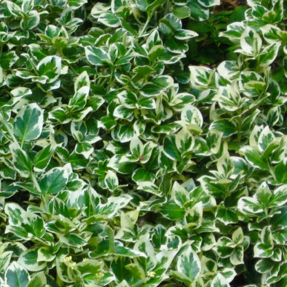  10 Fusain Emerald 'gaiety' (euonymus Fortunei 'gaeity') - Haie Fusain Gaiety - 10 Jeunes Plants : Taille 13/25cm