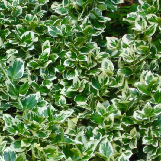  10 Fusain Emerald 'gaiety' (euonymus Fortunei 'gaeity') - Haie Fusain Gaiety - 10 Jeunes Plants : Taille 13/25cm