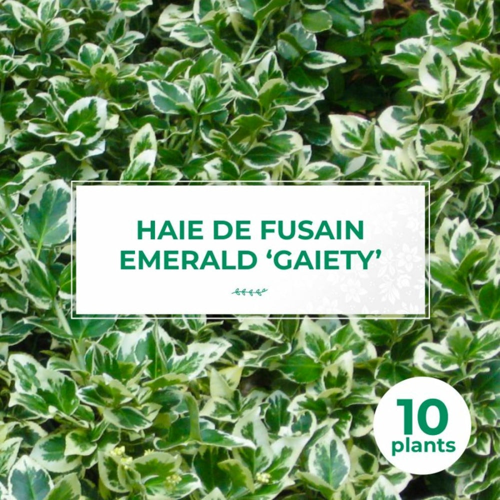  10 Fusain Emerald 'gaiety' (euonymus Fortunei 'gaeity') - Haie Fusain Gaiety - 10 Jeunes Plants : Taille 13/25cm