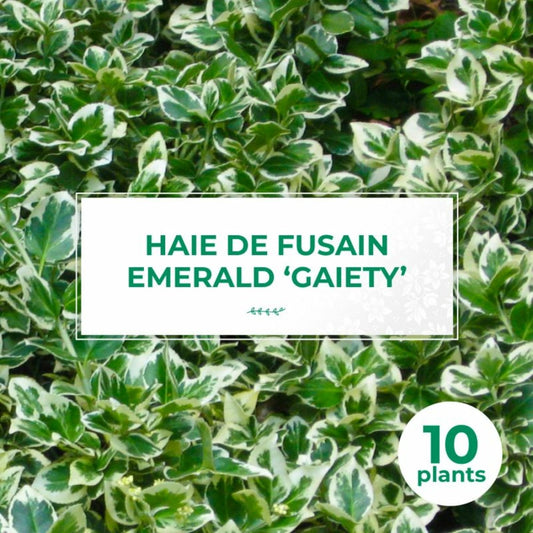  10 Fusain Emerald 'gaiety' (euonymus Fortunei 'gaeity') - Haie Fusain Gaiety - 10 Jeunes Plants : Taille 13/25cm