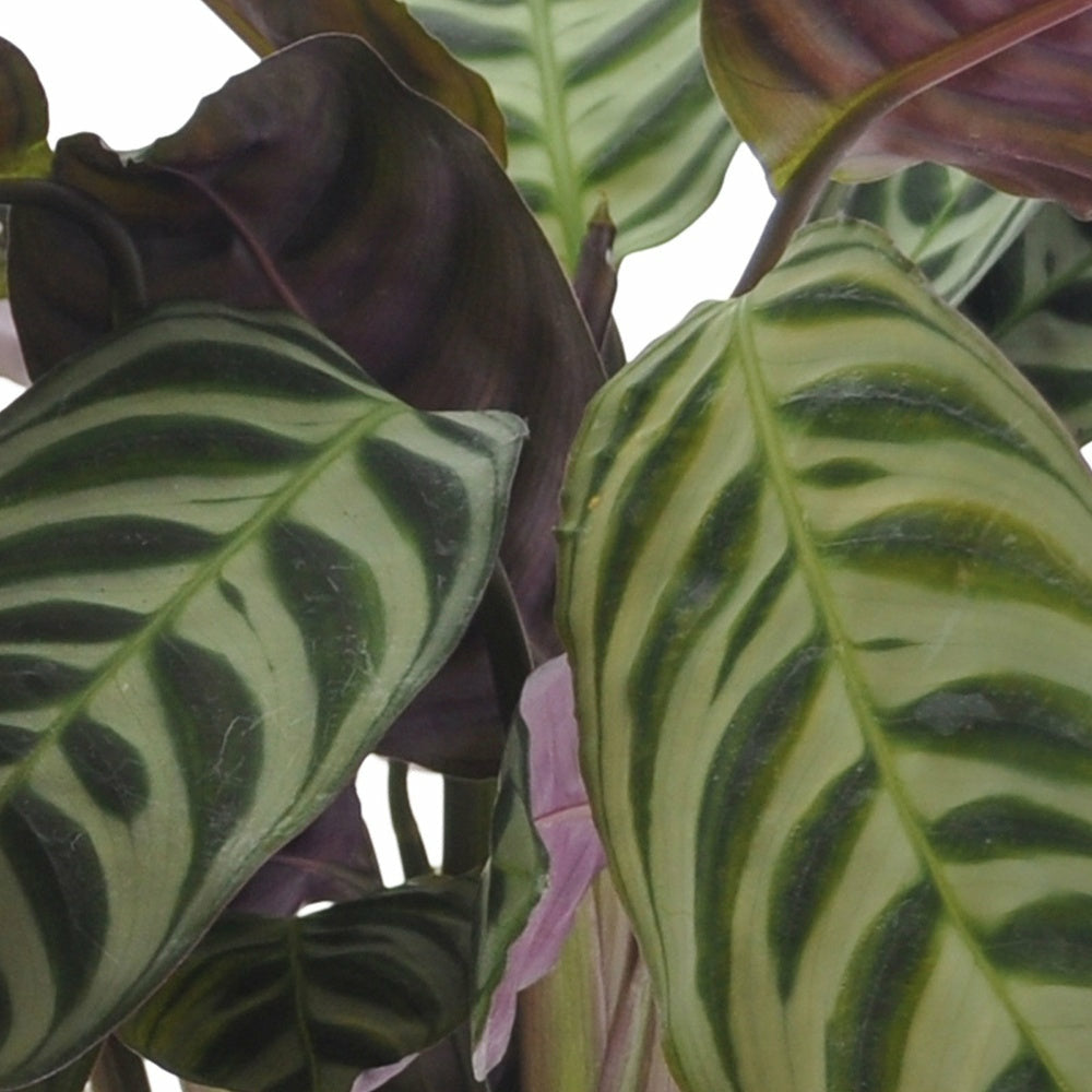  Collection De 3 Plantes D'intérieur à Feuillage Marbré - Les 3 Pots / Hauteur Livrée 20-40cm