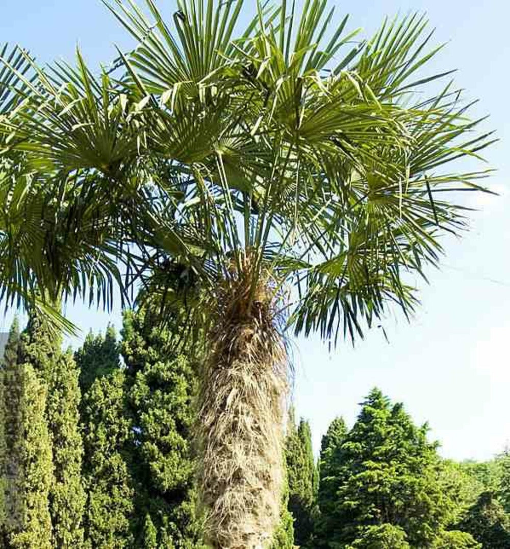 Trachycarpus Fortunei (palmier Chanvre)- Doubletroncs - Tronc A 40-60 Cm - Tronc B 30-50 Cm
