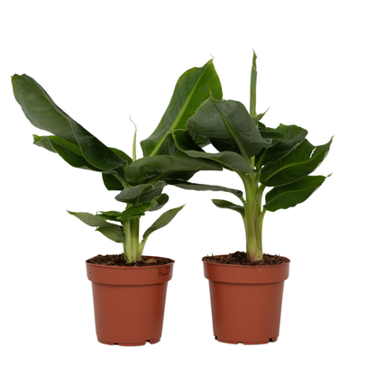  Bananaier Nain - Set De 2 - Musa 'oriental Dwarf' - Hauteur 25-40cm - ⌀12cm
