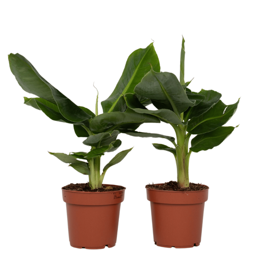  Bananaier Nain - Set De 2 - Musa 'oriental Dwarf' - Hauteur 25-40cm - ⌀12cm